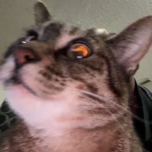 Meet your Posher, Layla